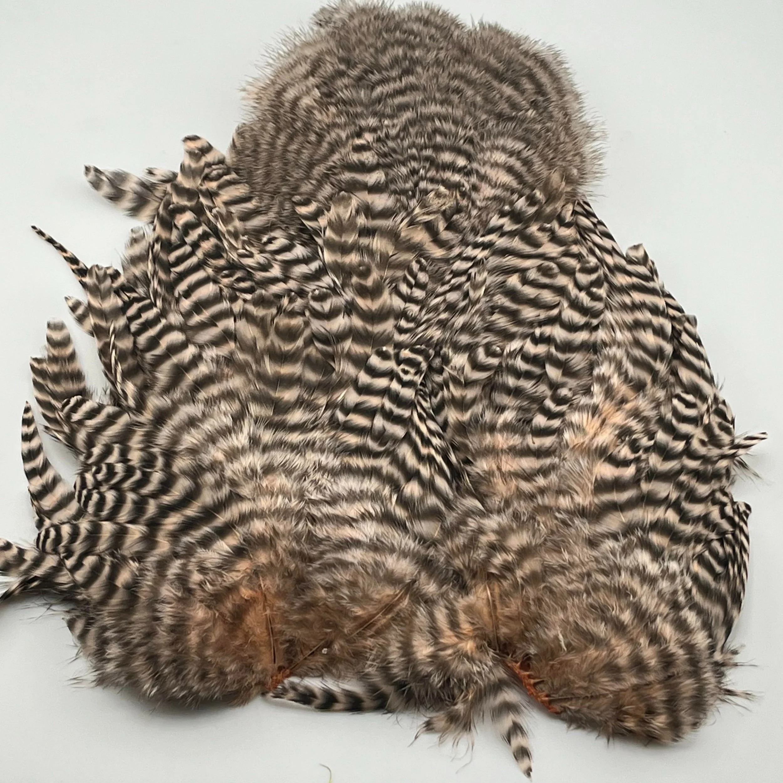 Whiting Coq de Leon Rooster Cape | First Drift Fly Co